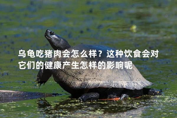 乌龟吃猪肉会怎么样？这种饮食会对它们的健康产生怎样的影响呢