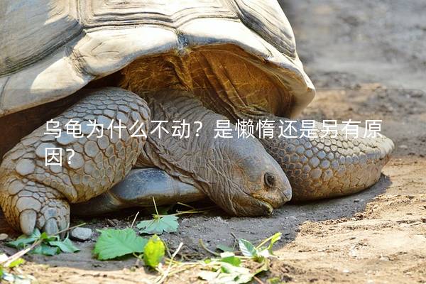 乌龟为什么不动？是懒惰还是另有原因？