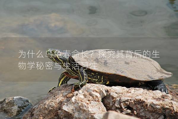 为什么乌龟寿命长？探究其背后的生物学秘密与生活习性