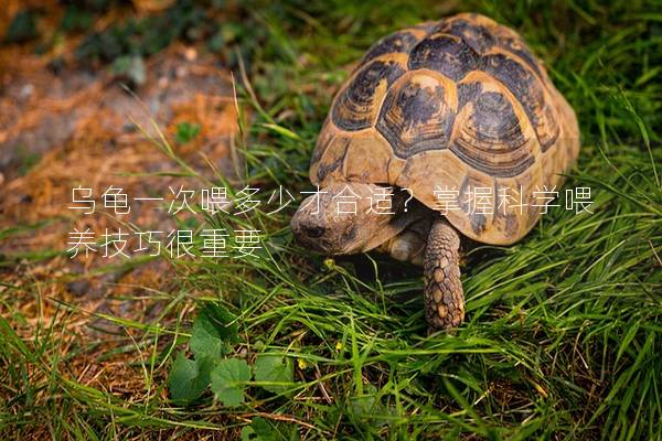 乌龟一次喂多少才合适？掌握科学喂养技巧很重要