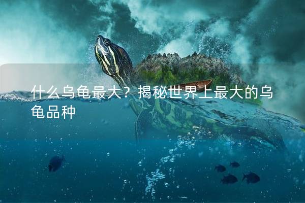 什么乌龟最大？揭秘世界上最大的乌龟品种