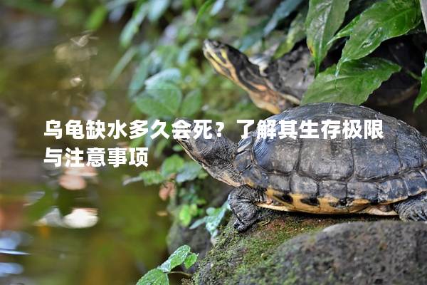 乌龟缺水多久会死？了解其生存极限与注意事项