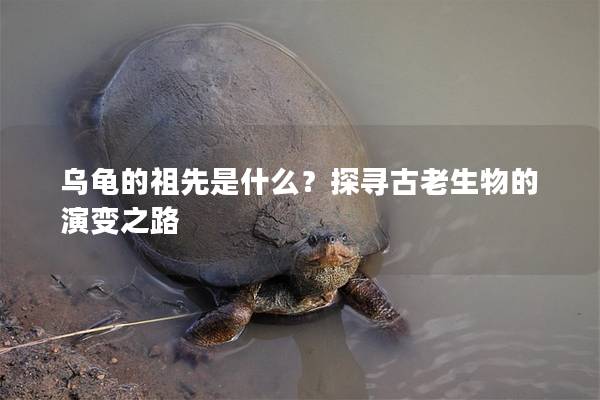 乌龟的祖先是什么？探寻古老生物的演变之路