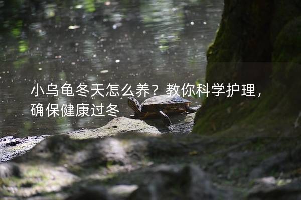 小乌龟冬天怎么养？教你科学护理，确保健康过冬