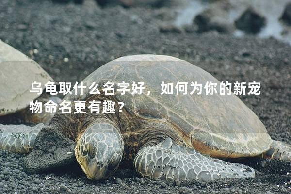 乌龟取什么名字好，如何为你的新宠物命名更有趣？