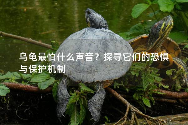 乌龟最怕什么声音？探寻它们的恐惧与保护机制