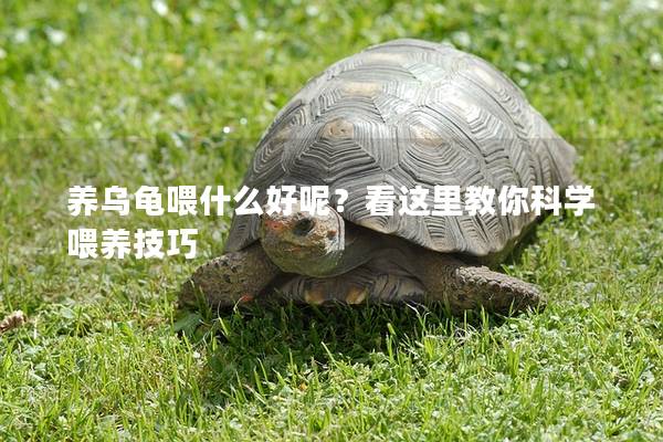 养乌龟喂什么好呢？看这里教你科学喂养技巧