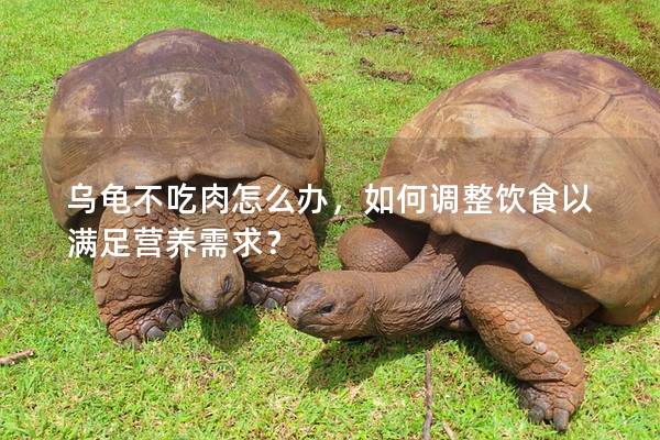 乌龟不吃肉怎么办，如何调整饮食以满足营养需求？