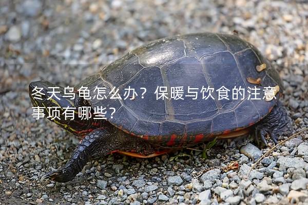 冬天乌龟怎么办？保暖与饮食的注意事项有哪些？