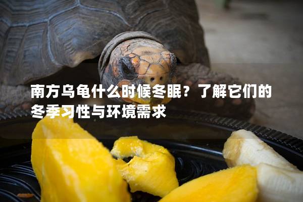 南方乌龟什么时候冬眠？了解它们的冬季习性与环境需求