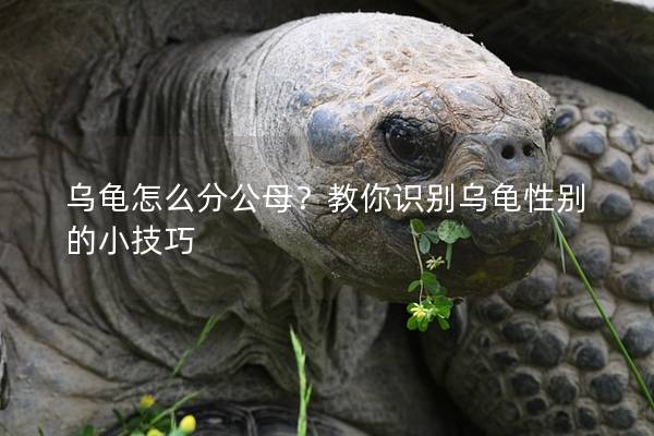 乌龟怎么分公母？教你识别乌龟性别的小技巧
