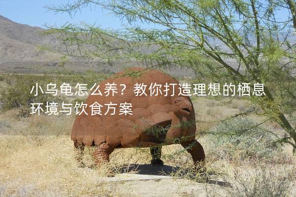 小乌龟怎么养？教你打造理想的栖息环境与饮食方案