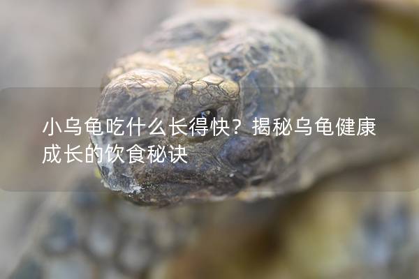 小乌龟吃什么长得快？揭秘乌龟健康成长的饮食秘诀