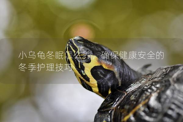 小乌龟冬眠怎么养，确保健康安全的冬季护理技巧
