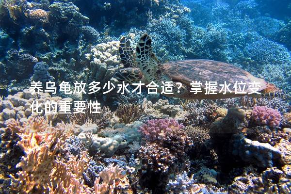 养乌龟放多少水才合适？掌握水位变化的重要性