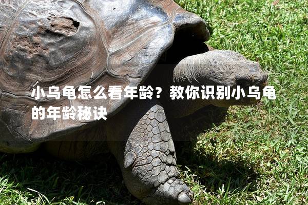 小乌龟怎么看年龄？教你识别小乌龟的年龄秘诀
