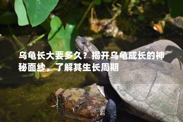 乌龟长大要多久？揭开乌龟成长的神秘面纱，了解其生长周期