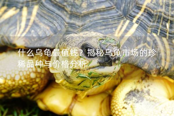 什么乌龟最值钱？揭秘乌龟市场的珍稀品种与价格分析