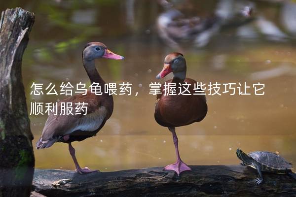 怎么给乌龟喂药，掌握这些技巧让它顺利服药