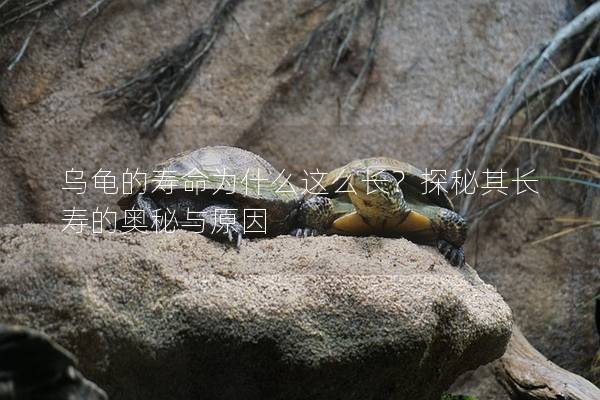 乌龟的寿命为什么这么长？探秘其长寿的奥秘与原因