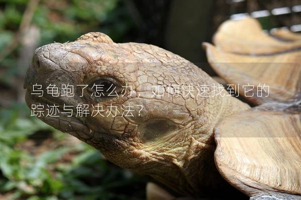 乌龟跑了怎么办，如何快速找到它的踪迹与解决办法？
