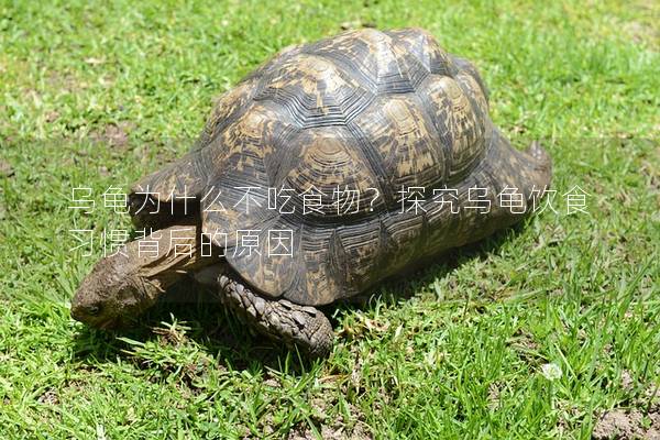 乌龟为什么不吃食物？探究乌龟饮食习惯背后的原因