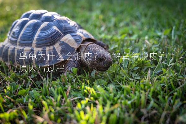 乌龟为什么会脱皮？了解乌龟脱皮的原因与过程