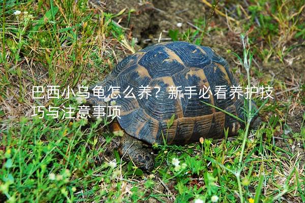 巴西小乌龟怎么养？新手必看养护技巧与注意事项