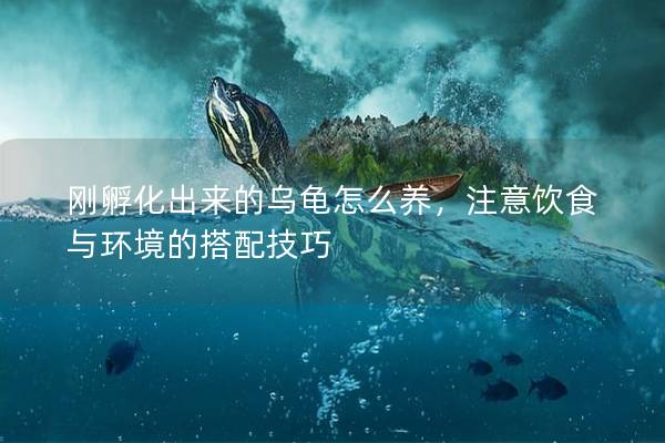刚孵化出来的乌龟怎么养，注意饮食与环境的搭配技巧