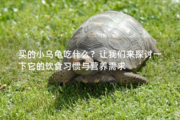 买的小乌龟吃什么？让我们来探讨一下它的饮食习惯与营养需求