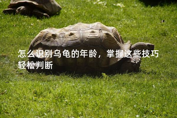 怎么识别乌龟的年龄，掌握这些技巧轻松判断