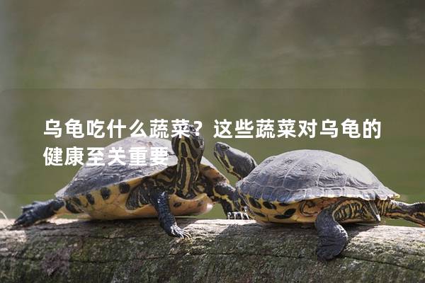 乌龟吃什么蔬菜？这些蔬菜对乌龟的健康至关重要