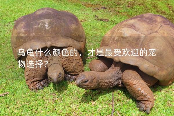 乌龟什么颜色的，才是最受欢迎的宠物选择？