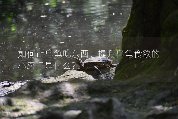 如何让乌龟吃东西，提升乌龟食欲的小窍门是什么？