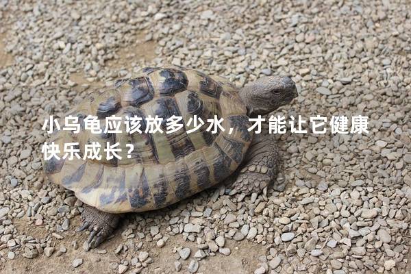 小乌龟应该放多少水，才能让它健康快乐成长？