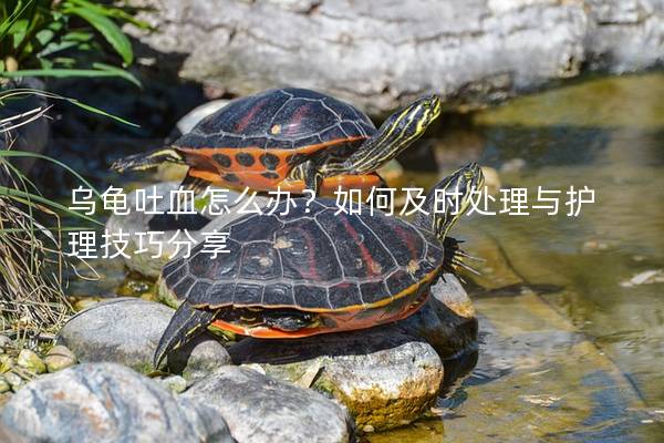 乌龟吐血怎么办？如何及时处理与护理技巧分享