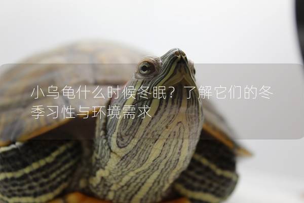 小乌龟什么时候冬眠？了解它们的冬季习性与环境需求