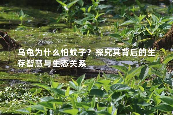 乌龟为什么怕蚊子？探究其背后的生存智慧与生态关系