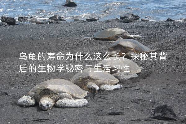 乌龟的寿命为什么这么长？探秘其背后的生物学秘密与生活习性