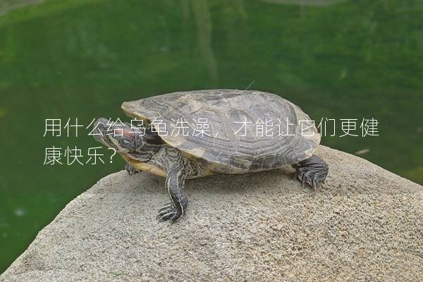 用什么给乌龟洗澡，才能让它们更健康快乐？