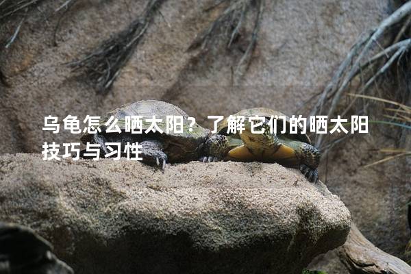 乌龟怎么晒太阳？了解它们的晒太阳技巧与习性