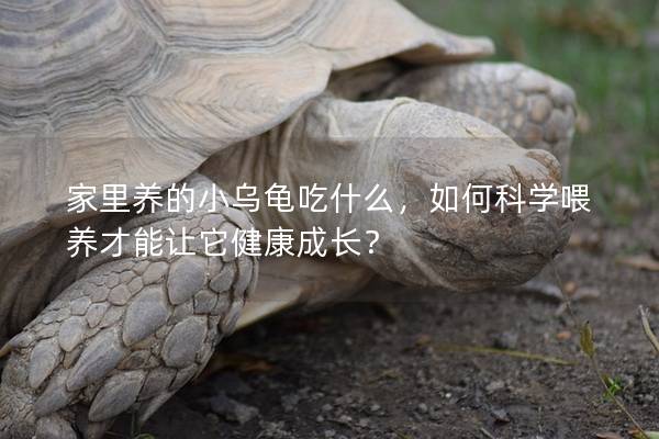 家里养的小乌龟吃什么，如何科学喂养才能让它健康成长？
