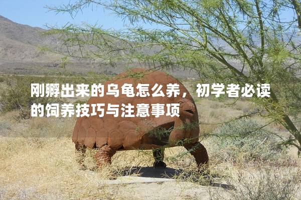 刚孵出来的乌龟怎么养，初学者必读的饲养技巧与注意事项