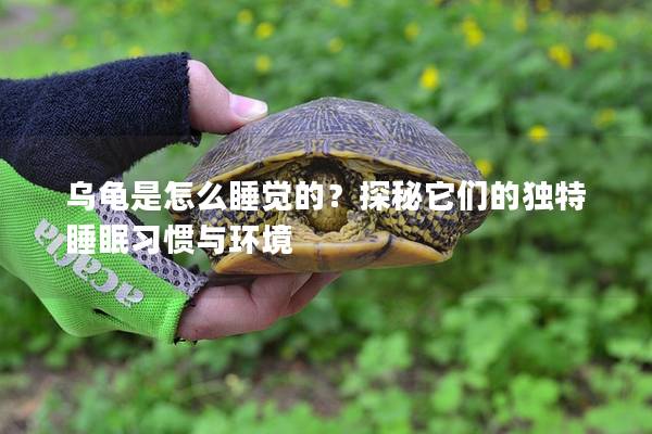 乌龟是怎么睡觉的？探秘它们的独特睡眠习惯与环境