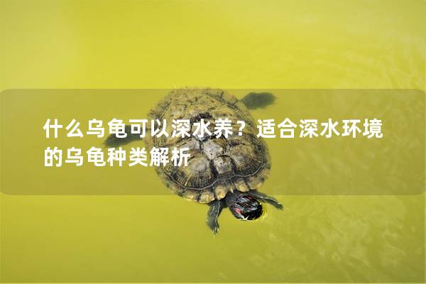 什么乌龟可以深水养？适合深水环境的乌龟种类解析