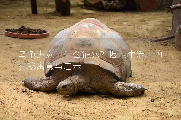 乌龟进家里什么征兆？揭示生活中的神秘寓意与启示