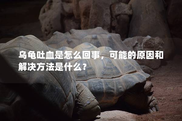 乌龟吐血是怎么回事，可能的原因和解决方法是什么？