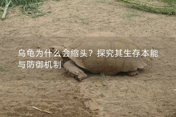 乌龟为什么会缩头？探究其生存本能与防御机制