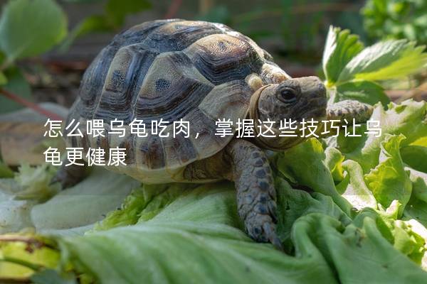 怎么喂乌龟吃肉，掌握这些技巧让乌龟更健康