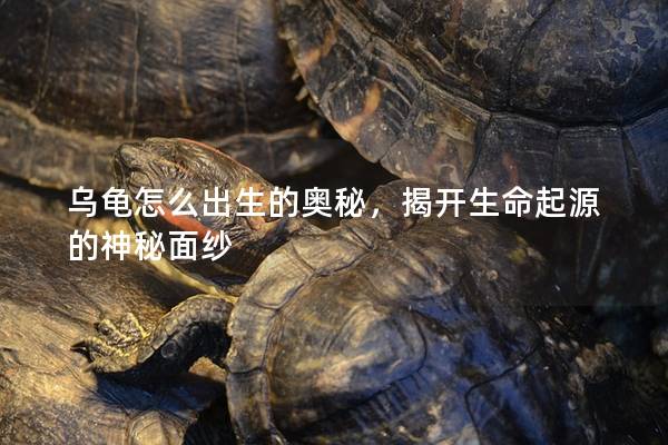乌龟怎么出生的奥秘，揭开生命起源的神秘面纱